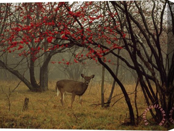 Raymond Gehman White Tailed Deer Doe in a Foggy Forest Clearing in Autumn Stretched Canvas Print / Canvas Art