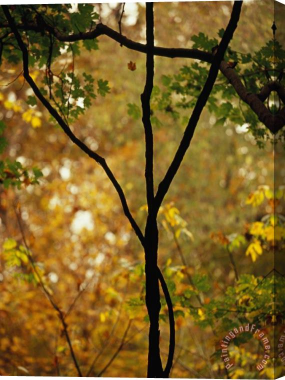 Raymond Gehman Wild Grape Vines Against an Autumn Woodland Setting Stretched Canvas Print / Canvas Art