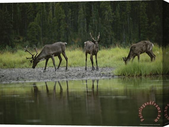 Raymond Gehman Woodland Caribou at a Mineral Lick in The Muskwa Kechika Wilderness Stretched Canvas Painting / Canvas Art