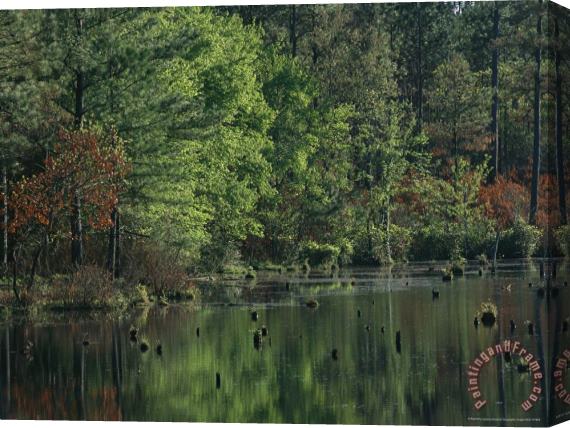Raymond Gehman Woodland Waterway with Tree Reflections Stretched Canvas Painting / Canvas Art