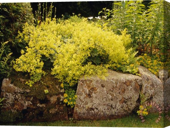 Raymond Gehman Yellow Blossoming Shrub at The Thuya Garden Stretched Canvas Print / Canvas Art