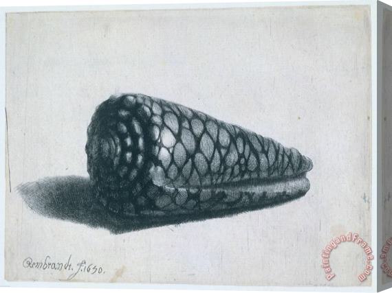 Rembrandt Cone Shell (conus Marmoreus) Stretched Canvas Print / Canvas Art