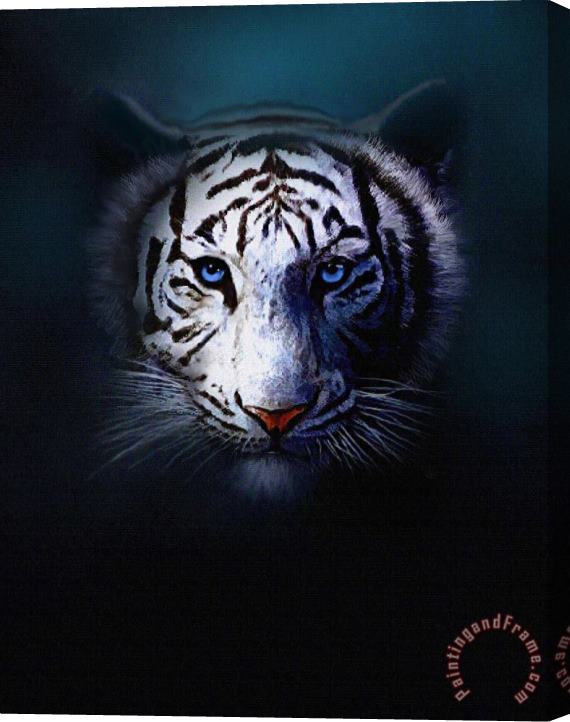 Robert Foster Tiger Eyes Stretched Canvas Print / Canvas Art