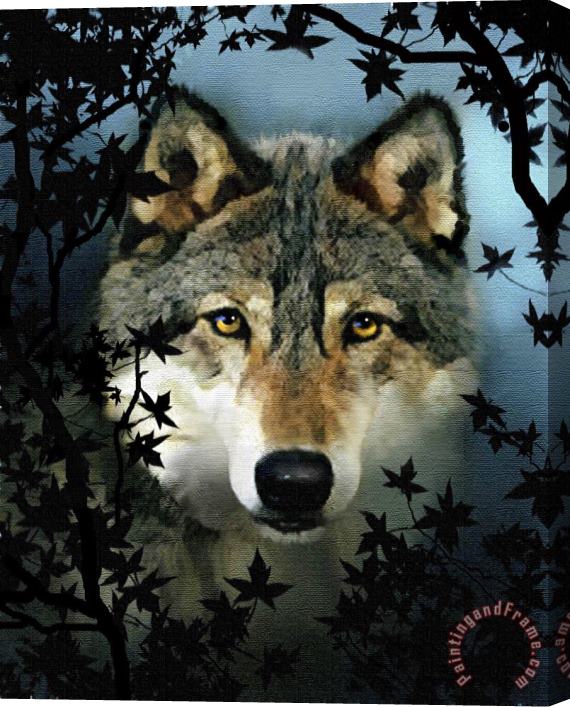 Robert Foster Timber Wolf Stretched Canvas Painting / Canvas Art