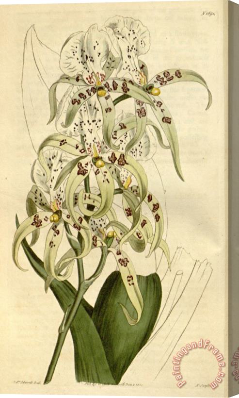 Sydenham Teast Edwards Brassia Maculata 1815 Stretched Canvas Print / Canvas Art