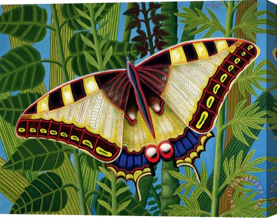Tamas Galambos Butterfly Stretched Canvas Print / Canvas Art