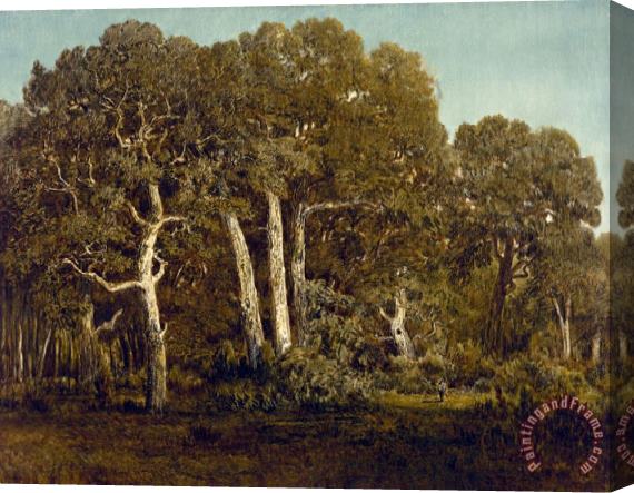 Theodore Rousseau The Great Oaks of Old Bas BrŽeau Stretched Canvas Print / Canvas Art