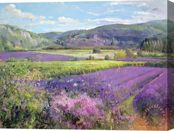 Timothy Easton Lavender Fields in Old Provence Stretched Canvas Painting / Canvas Art