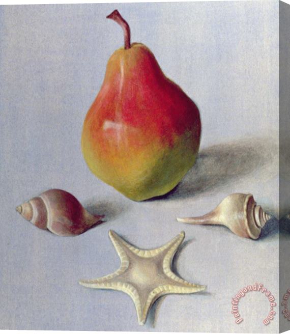 Tomar Levine Pear And Shells Stretched Canvas Print / Canvas Art