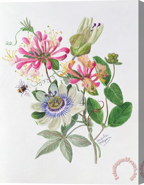 Ursula Hodgson Honeysuckle And Passion Flower Stretched Canvas Print / Canvas Art