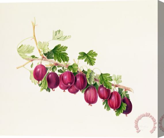 William Hooker Purple Gooseberry Stretched Canvas Print / Canvas Art