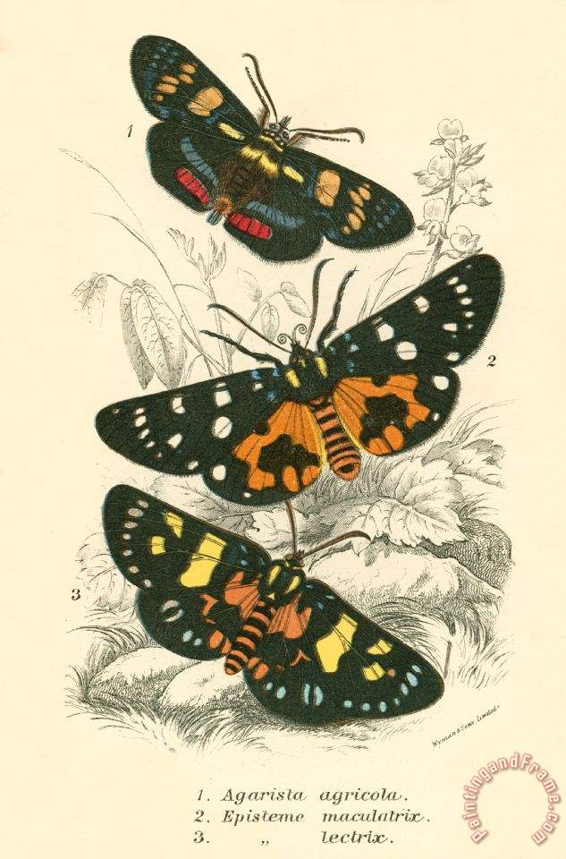 English School Butterflies painting  Butterflies print for sale