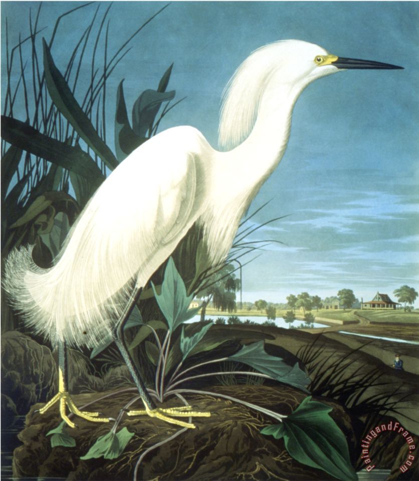 John James Audubon Snowy Heron painting - Snowy Heron ...