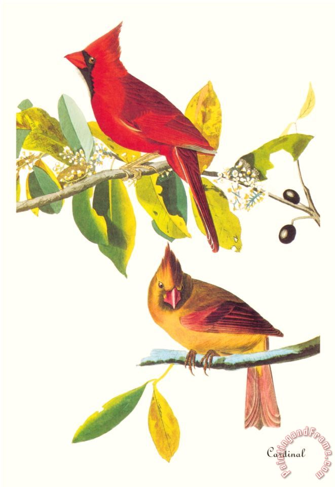 John James Audubon Cardinal painting - Cardinal print for sale