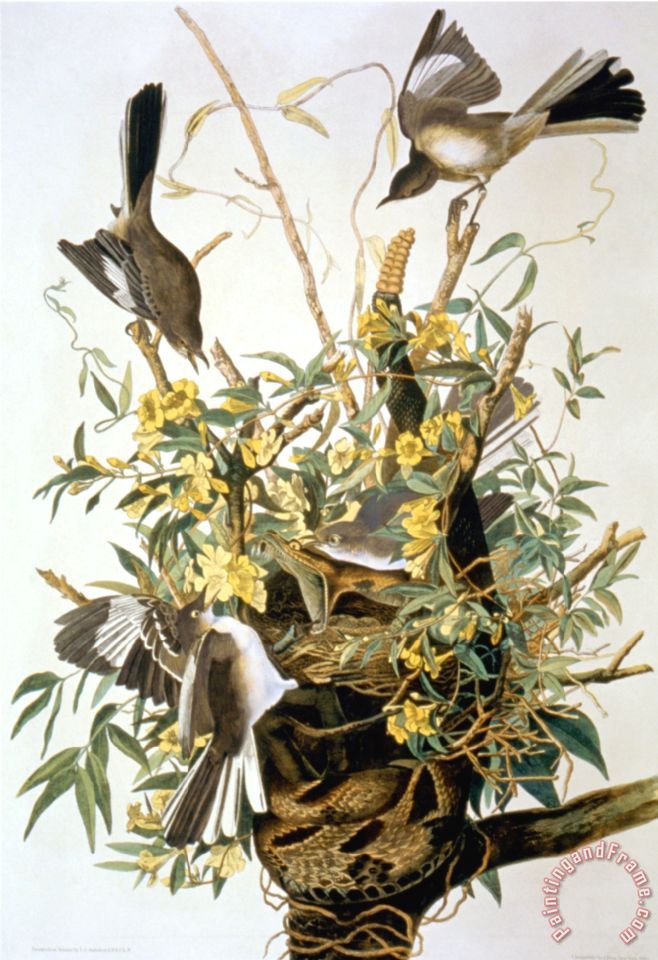 John James Audubon Northern Mockingbird painting