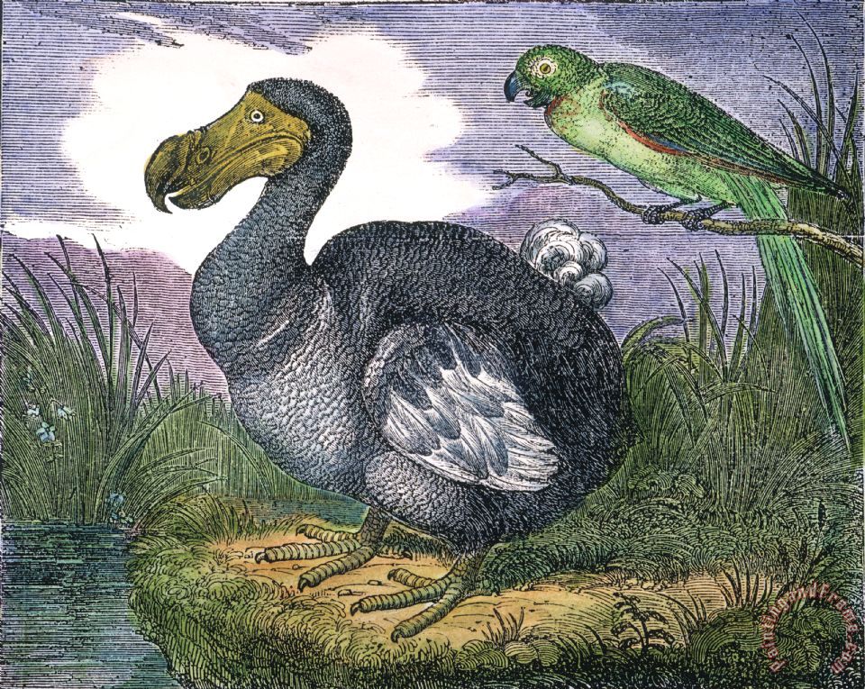 Others The Mauritius Dodo painting The Mauritius Dodo print for sale