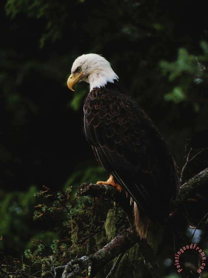 Raymond Gehman American Bald Eagle painting - American Bald Eagle print