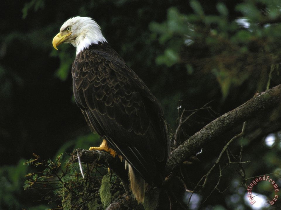 Raymond Gehman American Bald Eagle painting - American Bald Eagle print