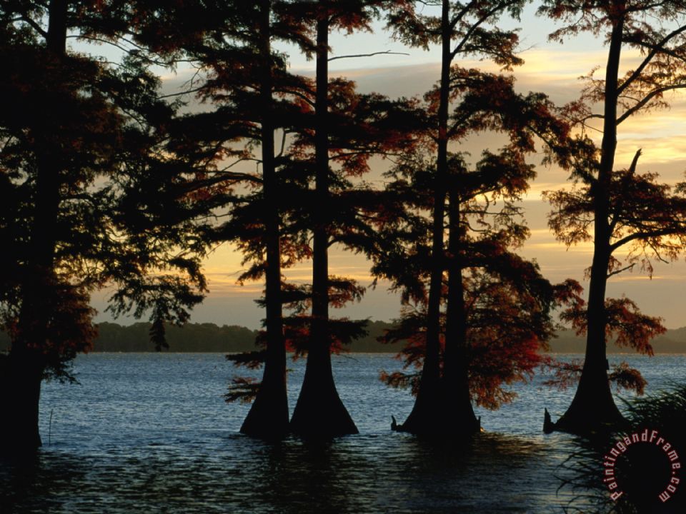 Raymond Gehman Bald Cypress Trees Growing Along The Banks of Reelfoot