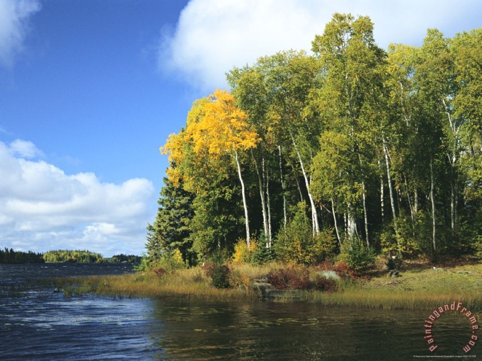 birch_trees_along_a_lake_in_grass_river_