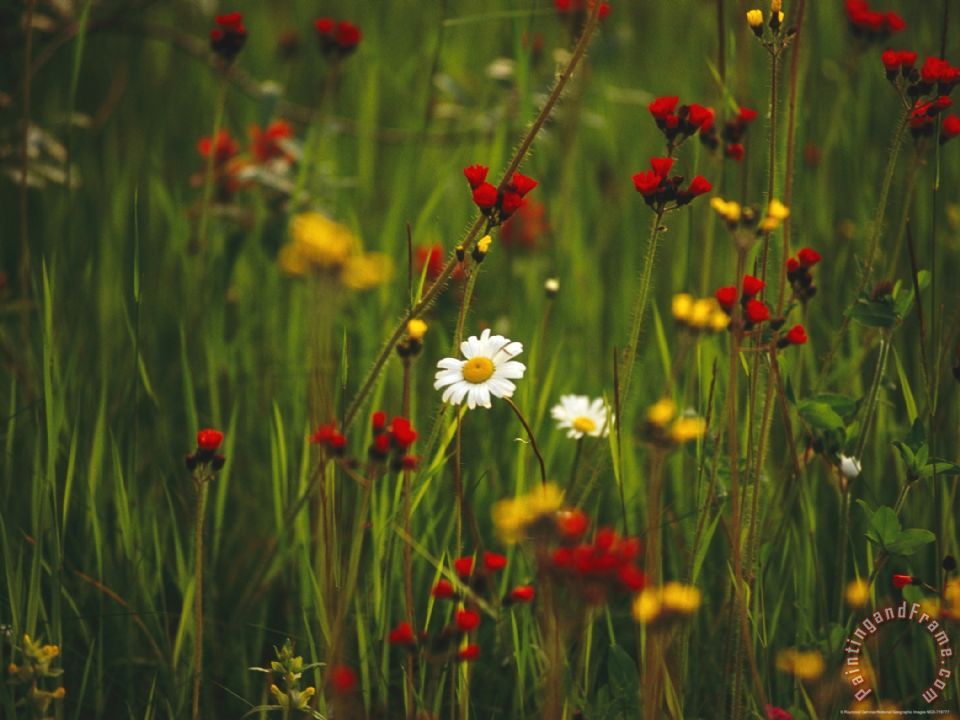 Raymond Gehman Red And Yellow Wildflowers Bloom Around a Wild Daisy