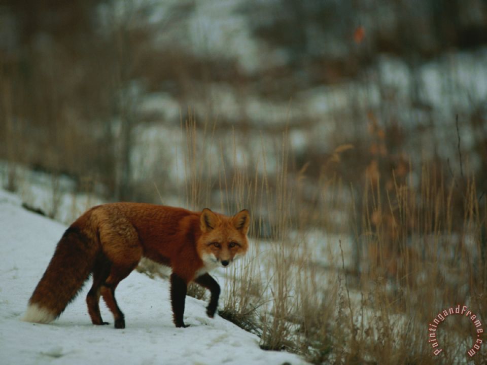 Raymond Gehman Red Fox in The Snow painting - Red Fox in The Snow print