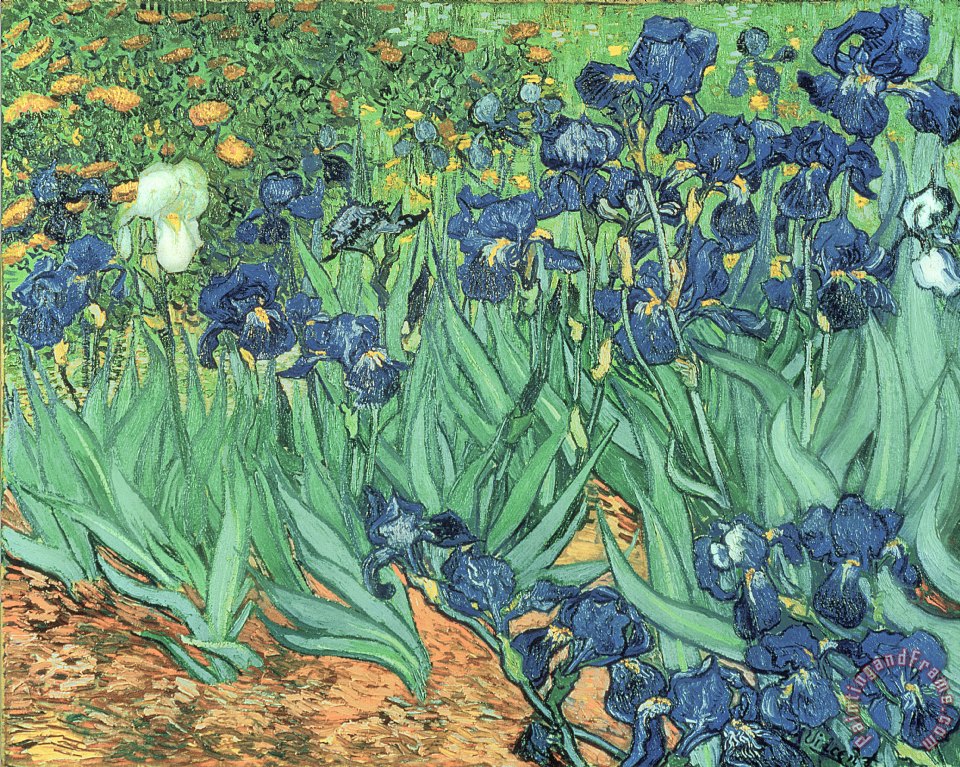 Vincent Van Gogh Irises Painting Irises Print For Sale