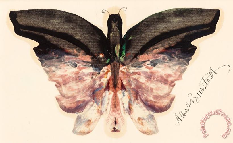 Albert Bierstadt Pink Butterfly Art Print