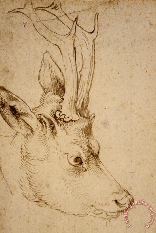Head of a Roebuck painting - Albrecht Durer Head of a Roebuck Art Print