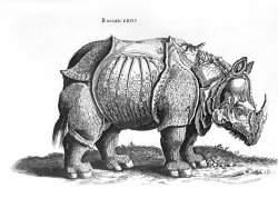 Albrecht Durer Rhinoceros No 76 From Historia Animalium By Conrad Gesner