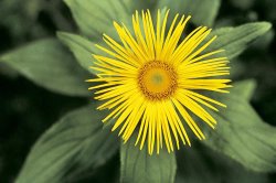 American School Inula grandiflora