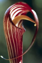 American School Purple Jack in Pulpit
