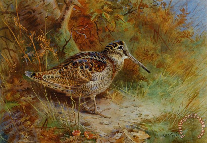 A Woodcock painting - Archibald Thorburn A Woodcock Art Print