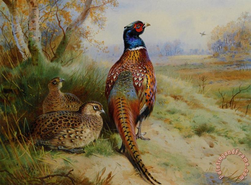 Archibald Thorburn Cock And Hen Pheasant at The Edge of a Wood Art Print