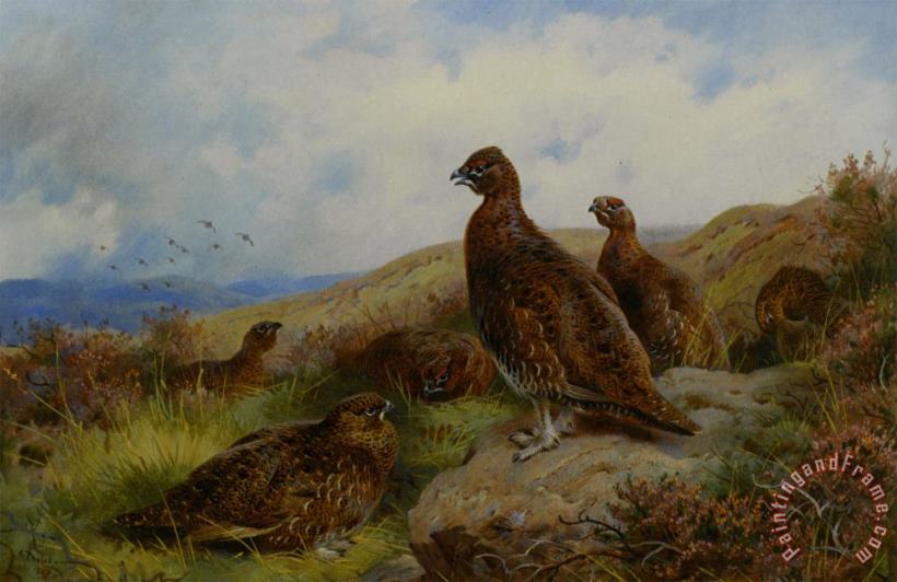 Archibald Thorburn Red Grouse Packing Art Print
