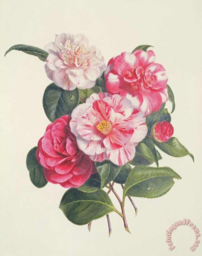 Augusta Innes Withers Camelias Art Painting