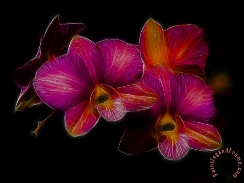Delicate Dendrobium painting - Blair Wainman Delicate Dendrobium Art Print
