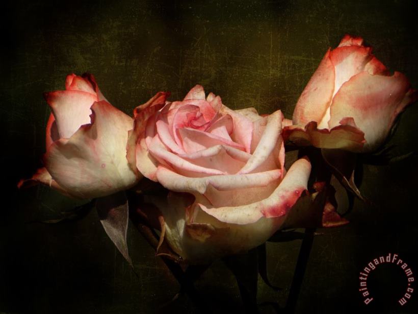 Dusty Rose painting - Blair Wainman Dusty Rose Art Print