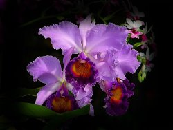 Blair Wainman Orchidstral Beauty