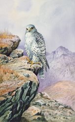 Carl Donner Gyrfalcon