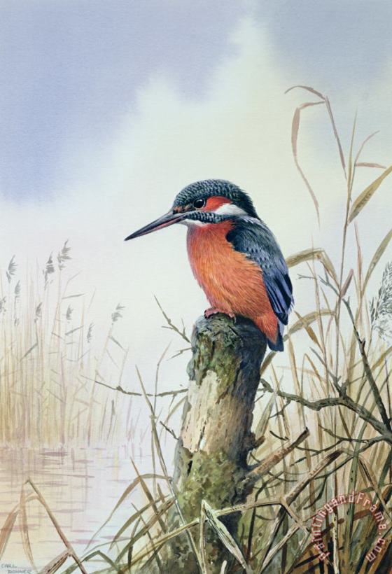 Carl Donner Kingfisher Art Print