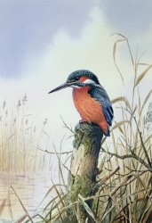 Carl Donner Kingfisher