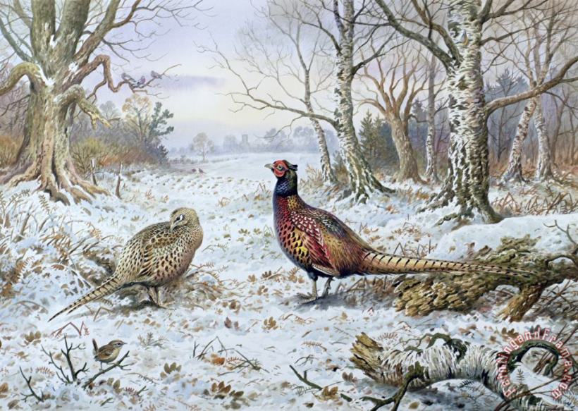 Pair of Pheasants with a Wren painting - Carl Donner Pair of Pheasants with a Wren Art Print