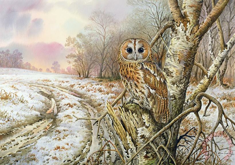 Tawny Owl painting - Carl Donner Tawny Owl Art Print