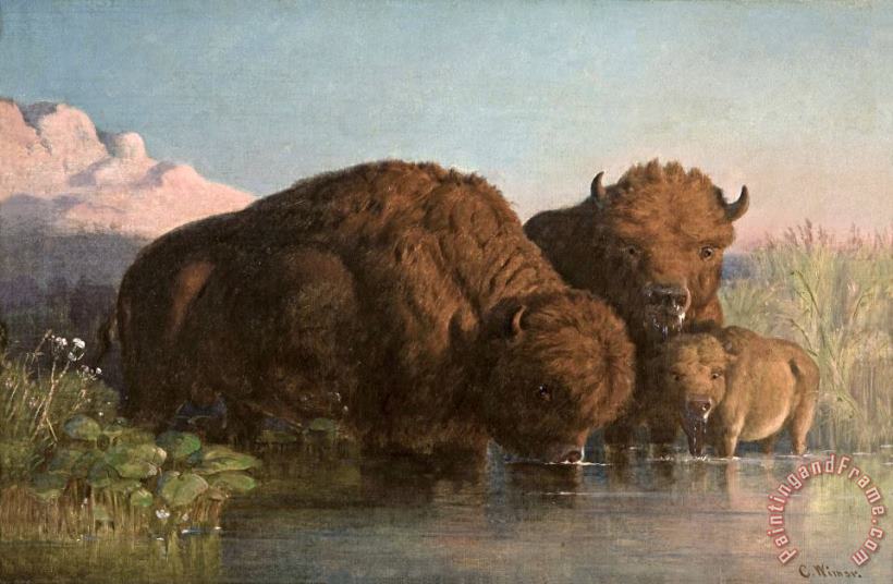 Buffalo Drinking painting - Charles Ferdinand Wimar Buffalo Drinking Art Print