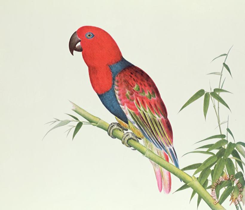 Chinese School Electus Parrot On A Bamboo Shoot Art Painting