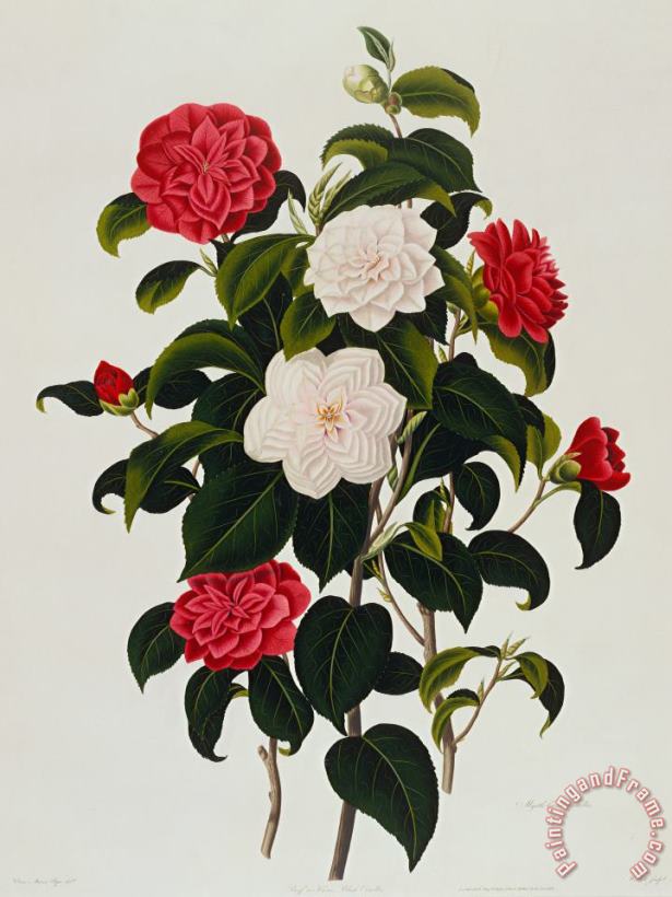 Myrtle Leaved Camellia painting - Clara Maria Pope Myrtle Leaved Camellia Art Print