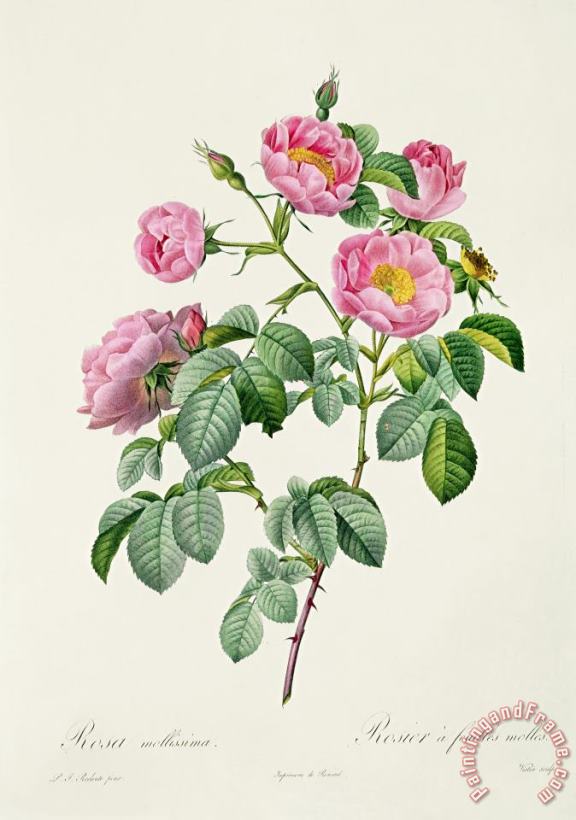 Rosa Mollissima painting - Claude Antoine Thory Rosa Mollissima Art Print