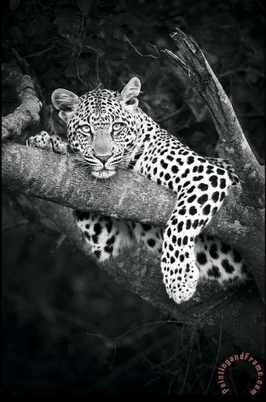 Cheetah Bw painting - Collection Cheetah Bw Art Print