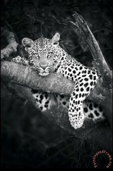 Collection Cheetah Bw